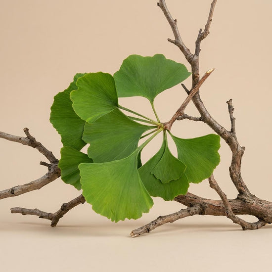 Ginko Biloba